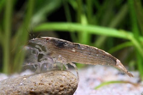 wikifish|Crevette bambou • Atyopsis moluccensis • Fiche crustacé.